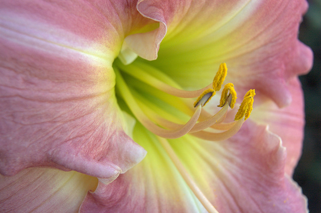 daylily of many colors