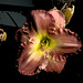 daylily