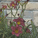 daylilies and wall