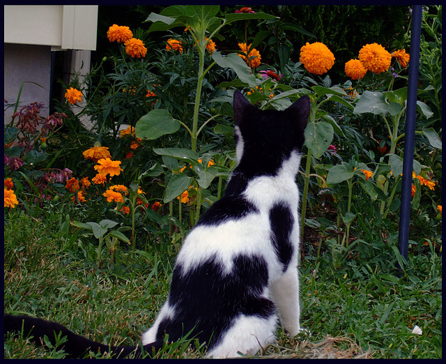 Oreo & the Marigolds