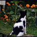 Oreo & the Marigolds