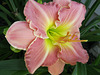 another eight-petal daylily