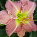 another eight-petal daylily