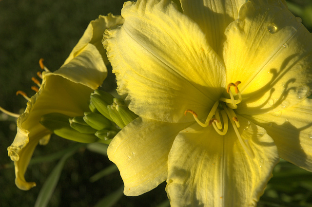 daylily, evening