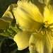 daylily, evening