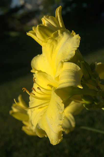 daylily, evening