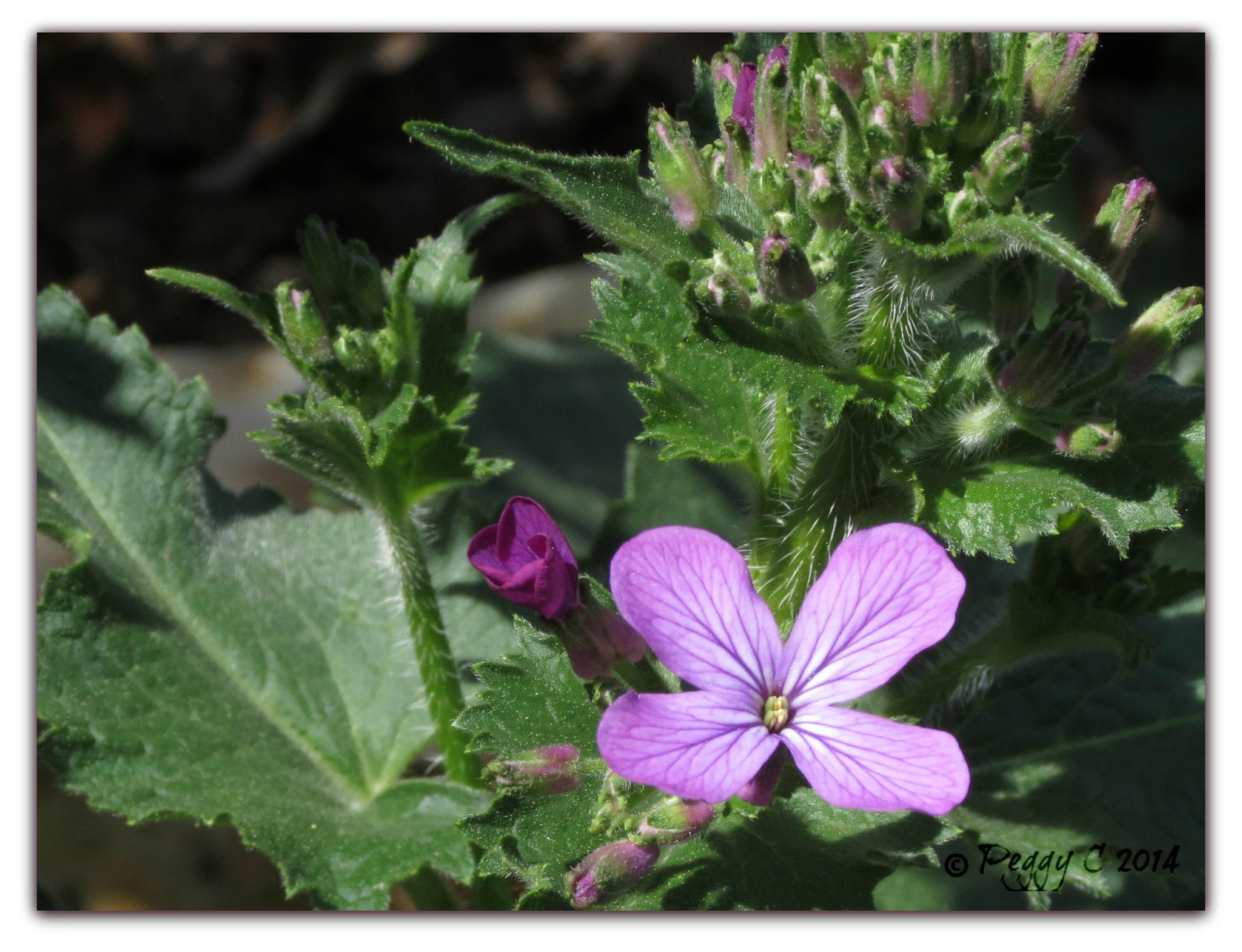 mysterious bloom ... ID