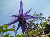 Blue Clematis