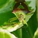 Hawthorn Shieldbug, Acanthosoma haemorrhoidale