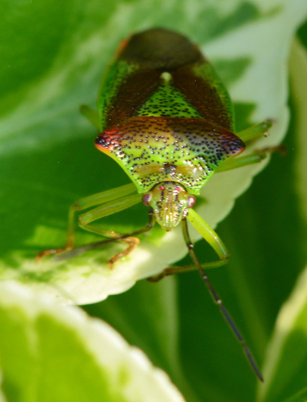 Hawthorn Shieldbug, Acanthosoma haemorrhoidale