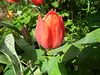 Giant tulip bud.