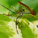 Hawthorn Shieldbug, Acanthosoma haemorrhoidale