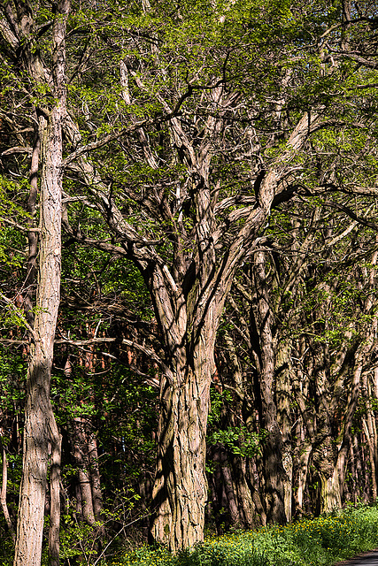 20140503 2458VRTw [D~HVL] Robinie (Robinia pseudoacácia), [Falsche Akazie], Gülper See