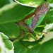 Hawthorn Shieldbug, Acanthosoma haemorrhoidale