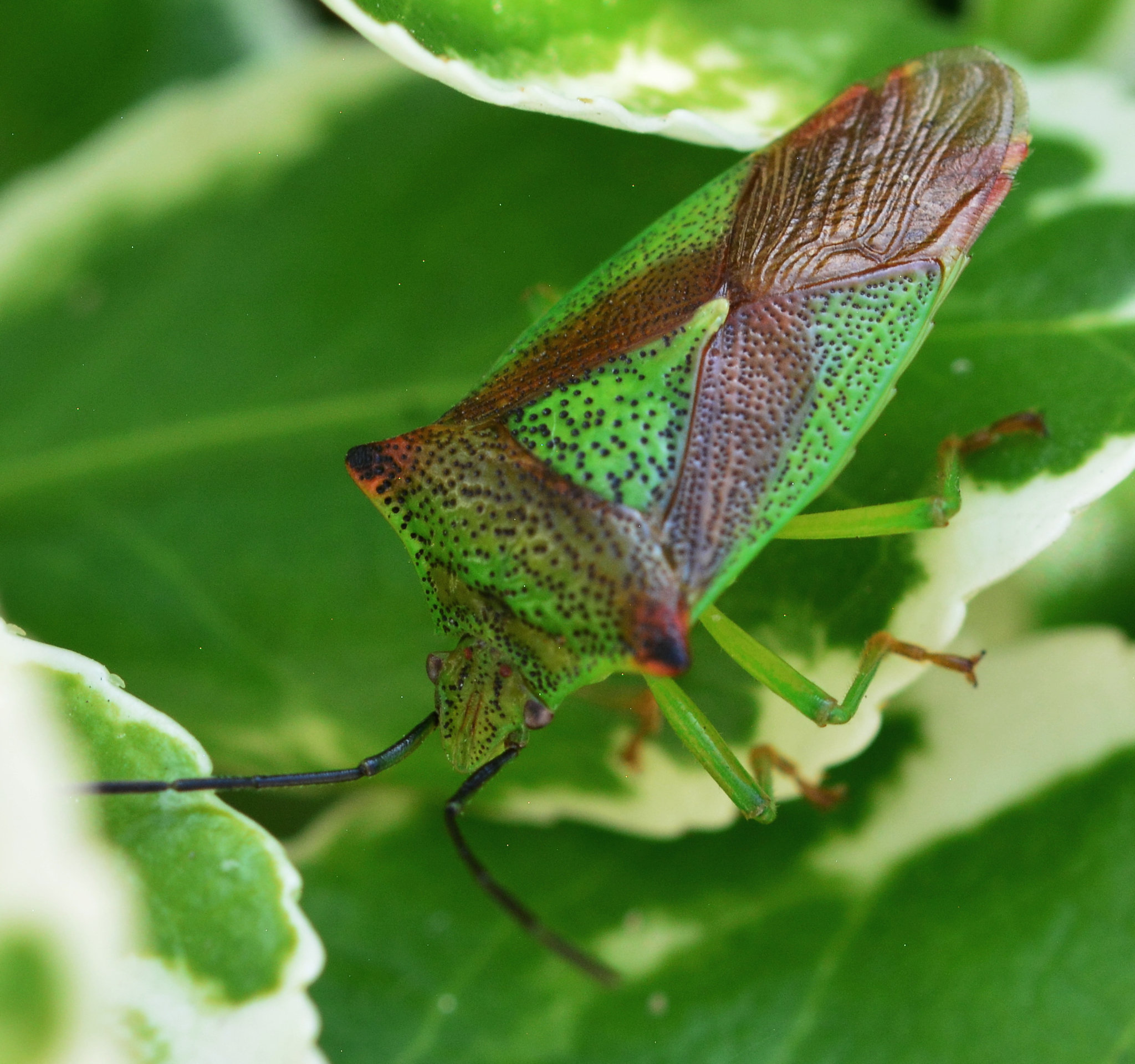 Hawthorn Shieldbug, Acanthosoma haemorrhoidale