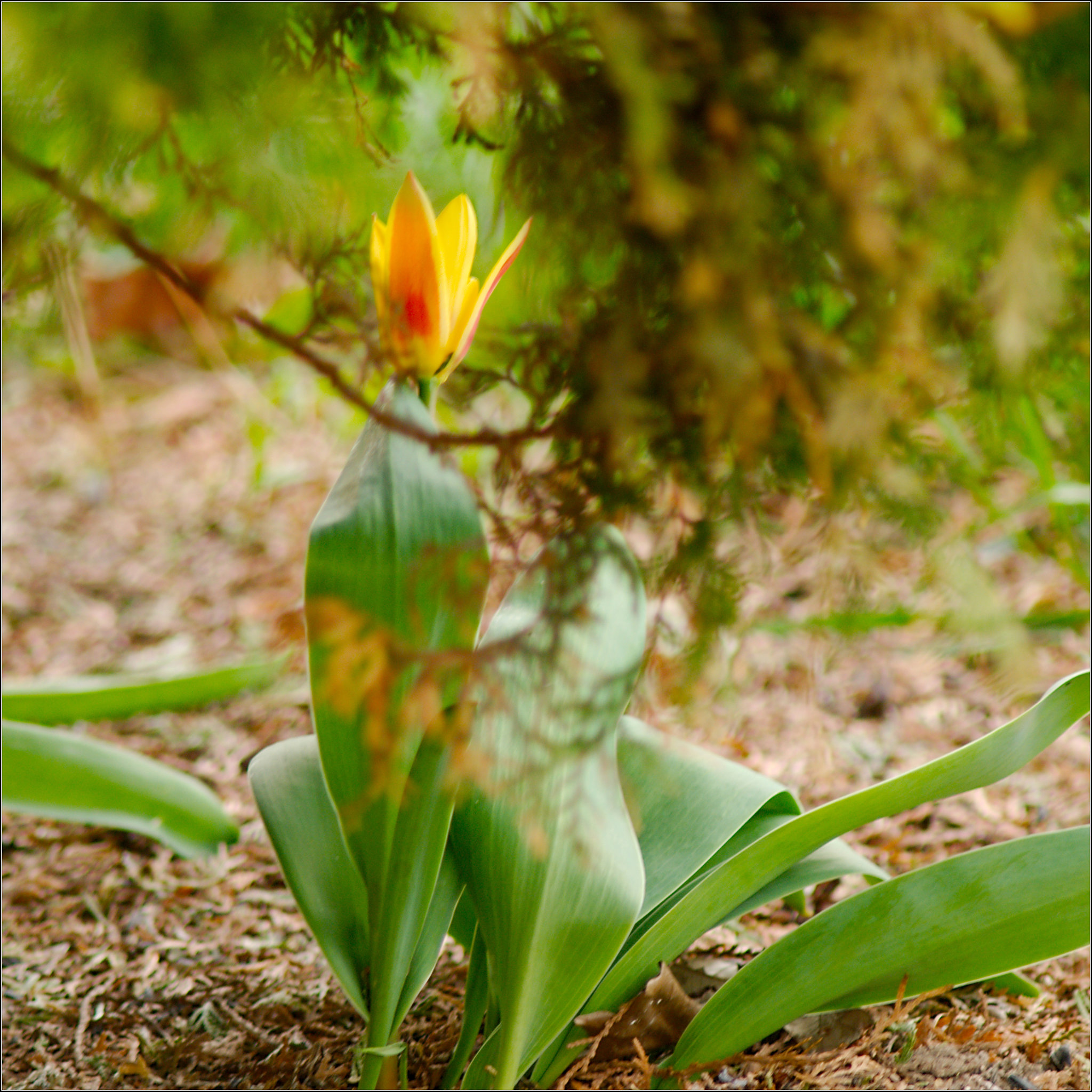 The Yard's Oldest Tulip