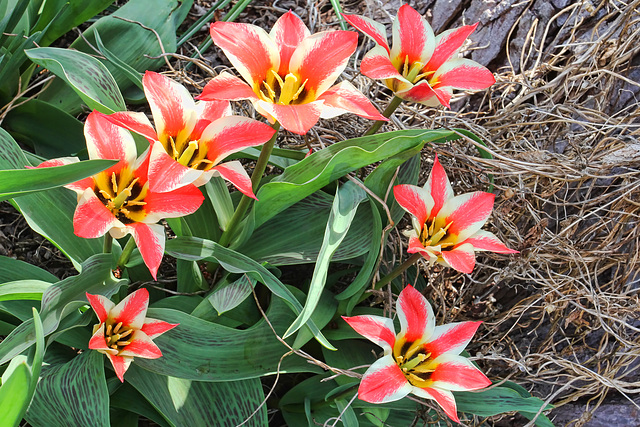 Striped Tulips