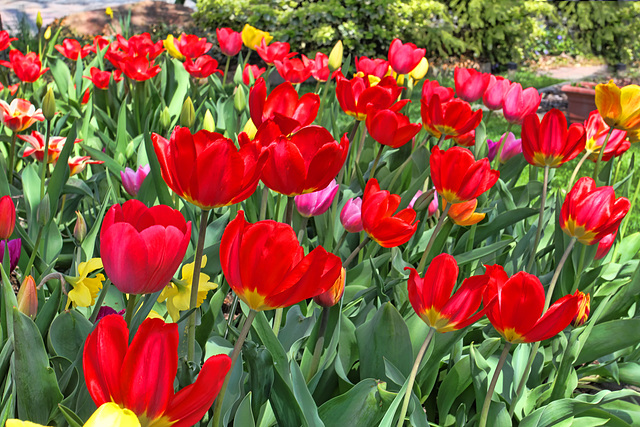 a Flow Of Tulips