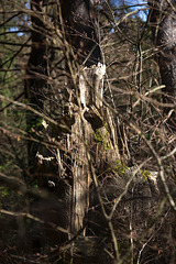 20140417 1285VRAw [D-LIP] Baumruine, Donoperteich, Detmold-Pivitsheide