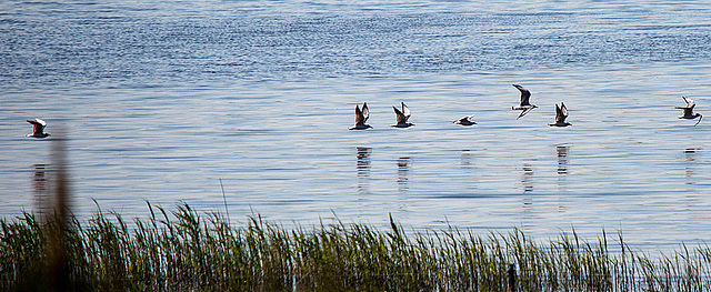 20140503 2445VRTw [D~HVL]  Lachmöwen (Chroicocephalus ridibundus), Gülper See