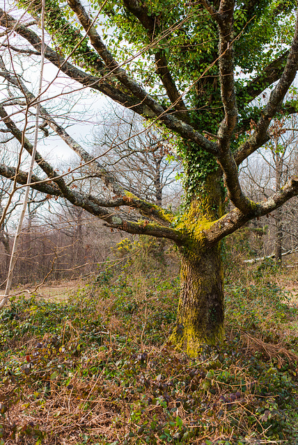 Baum - 20140326