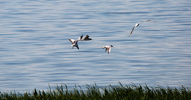 20140503 2434VRTw [D~HVL]  Lachmöwen (Chroicocephalus ridibundus), Gülper See