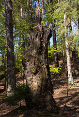 20140417 1282VRAw [D-LIP] Baumruine, Donoperteich, Detmold-Pivitsheide