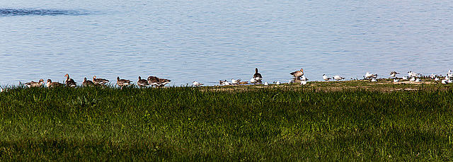 20140503 2427VRTw [D~HVL] Graugänse (Anser anser), Lachmöwen (Chroicocephalus ridibundus), Gülper See