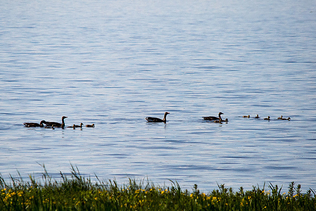 20140503 2426VRTw [D~HVL] Graugänse (Anser anser) Gülper See