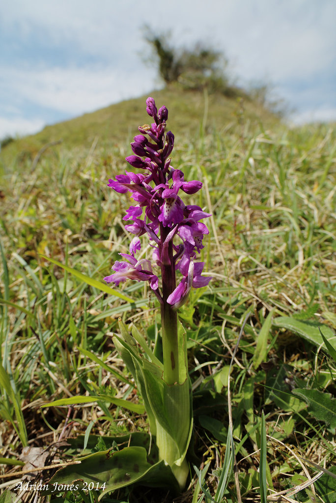 Early Purple Orchid (Orchis mascula)