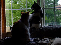 Two Cats in a Window
