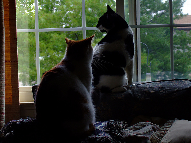 Two Cats in a Window