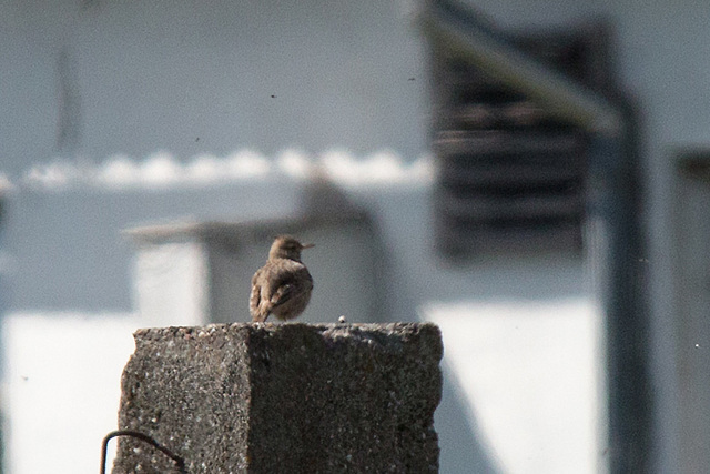 20140503 2412VRTw [D~HVL] Haubenlerche (Galerida cristata),