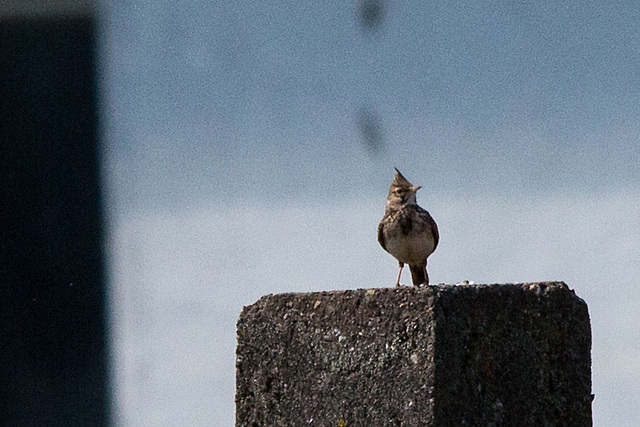 20140503 2405VRTw [D~HVL] Haubenlerche (Galerida cristata)