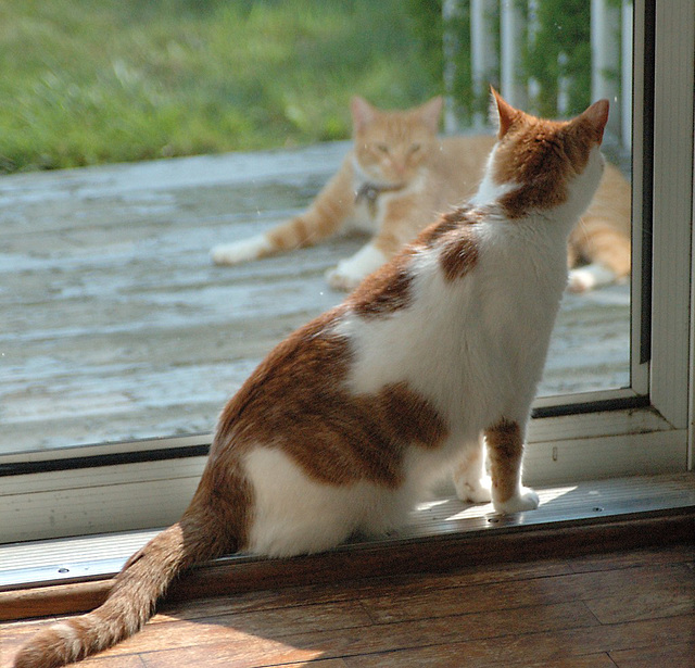 There's A Cat On My Porch!