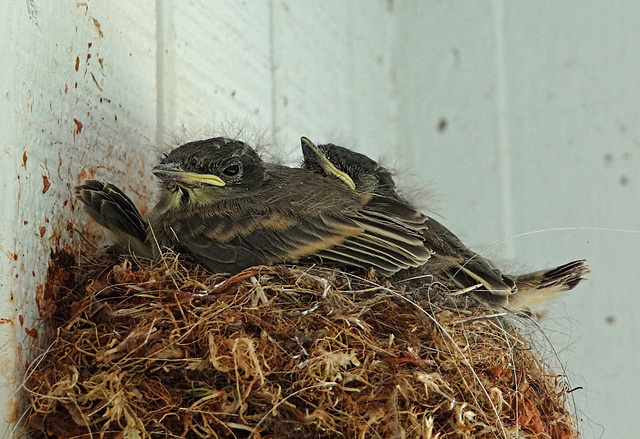 The Eastern Phoebe 16-5-14