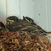 The Eastern Phoebe 16-5-14