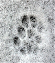 Footprint