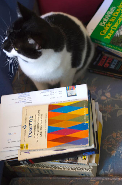 Oreo Amongst the Books