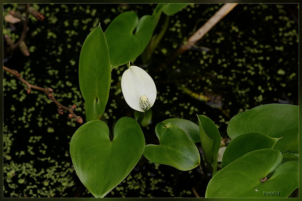 flower