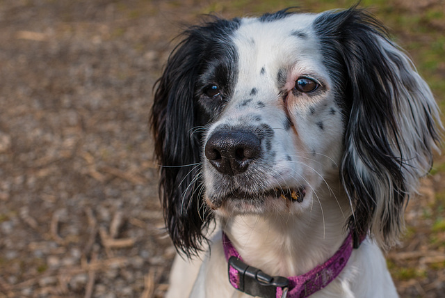 Der lustige Hund - 20140326