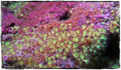 LA ROCHELLE LA ROCHELLE