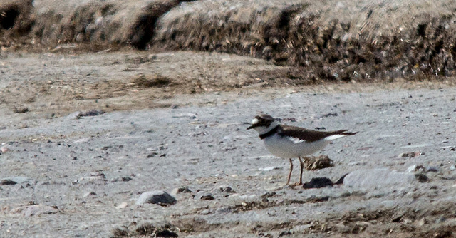 20140503 2393VRTw [D~HVL] Flussregenpfeifer (Charadrius dubius),