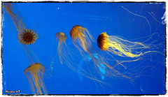 LA ROCHELLE LA ROCHELLE