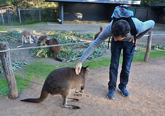 Healesville with Thierry & Théo