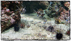 LA ROCHELLE LA ROCHELLE