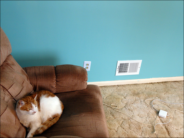 Fresh Paint, with Cat