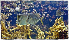 LA ROCHELLE LA ROCHELLE