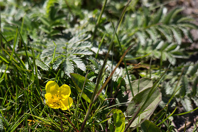 20140503 2382VRTw [D~HVL] Kriechendes Fingerkraut (Potentilla reptans), Parey