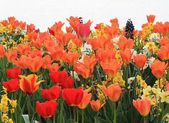 Tulpen und Narzissen